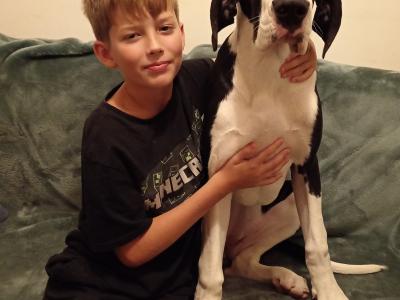 Pedigree IKC Registered Mantle Great Dane girl in Sligo looking for 5 star home
