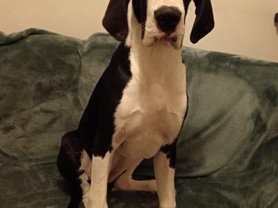 Pedigree IKC Registered Mantle Great Dane girl in Sligo looking for 5 star home