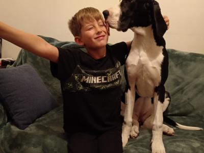Pedigree IKC Registered Mantle Great Dane girl in Sligo looking for 5 star home
