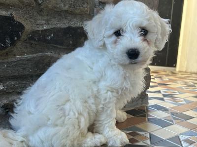 2 beautiful male Bichon Frise puppies in Kildare