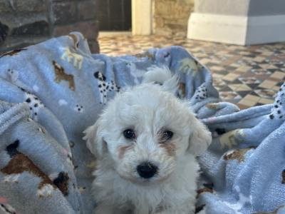 2 beautiful male Bichon Frise puppies in Kildare
