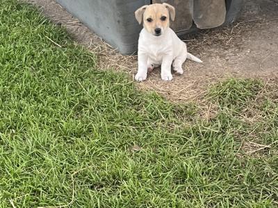 5 gorgeous Jack Russell X puppies in Meath