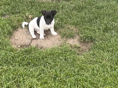 5 gorgeous Jack Russell X puppies in Meath