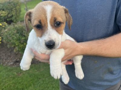 5 gorgeous Jack Russell X puppies in Meath