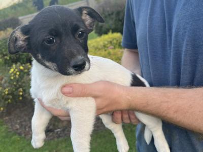 5 gorgeous Jack Russell X puppies in Meath