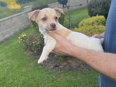 5 gorgeous Jack Russell X puppies in Meath