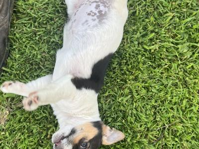 5 gorgeous Jack Russell X puppies in Meath