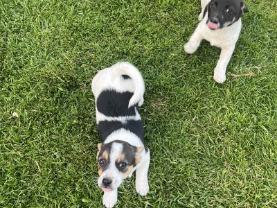 5 gorgeous Jack Russell X puppies in Meath