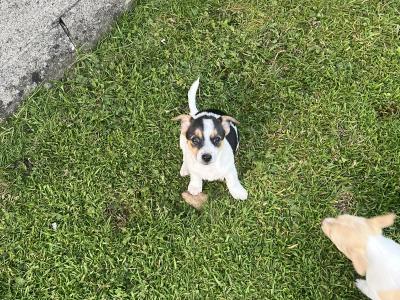 5 gorgeous Jack Russell X puppies in Meath