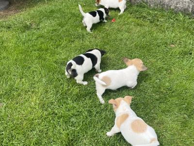5 gorgeous Jack Russell X puppies in Meath