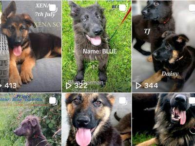 IKC Female German Shepherd Pup
