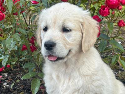 Pure Bred Golden Retriever puppies for sale