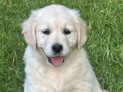 Purebred IKC Registered(pending) Golden Retriever puppies in Cork (1 male and 2 females remaining)
