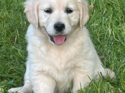 Pure Bred Golden Retriever puppies for sale