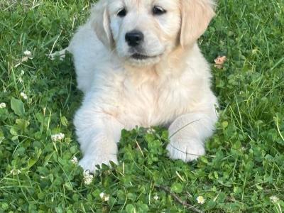 Pure Bred Golden Retriever puppies for sale