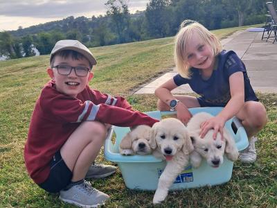 Pure Bred Golden Retriever puppies for sale