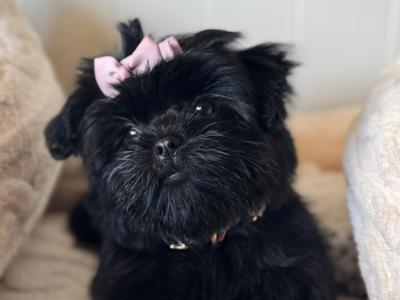 Imperial Shih Tzu puppies in Clare