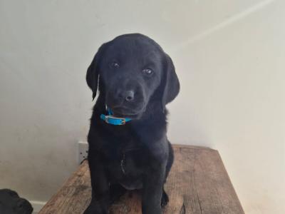 Labrador x Poodle (Large) puppies for sale in Waterford
