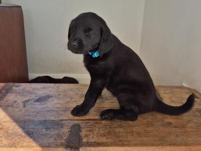 Labrador x Poodle (Large) puppies for sale in Waterford