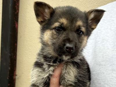 German Shepherds in Waterford