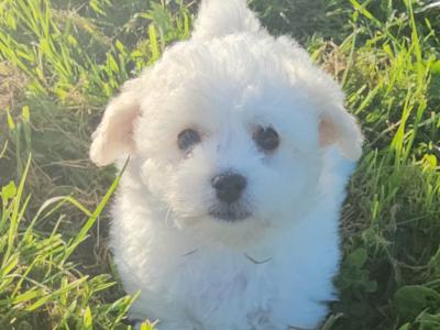 Adorable male only Bichon Frise puppies in Limerick