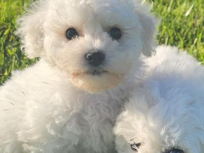 Adorable male only Bichon Frise puppies in Limerick