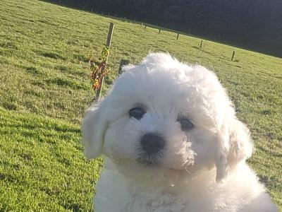Adorable male only Bichon Frise puppies in Limerick