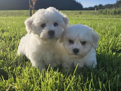 Adorable male only Bichon Frise puppies in Limerick