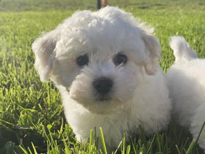 Adorable male only Bichon Frise puppies in Limerick