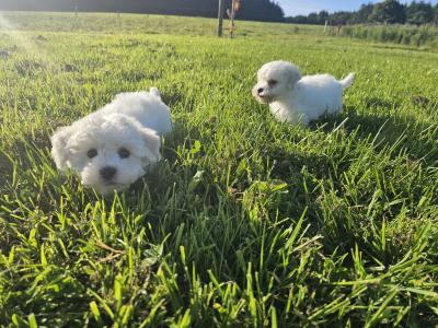 Adorable male only Bichon Frise puppies in Limerick