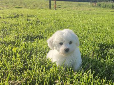 Adorable male only Bichon Frise puppies in Limerick