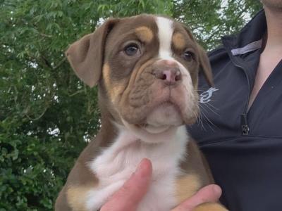 Only two girls left!!!Old English Bulldog puppies in Limerick