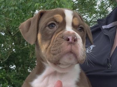 Chocolate tri female left!!! Old English Bulldog puppy in Limerick