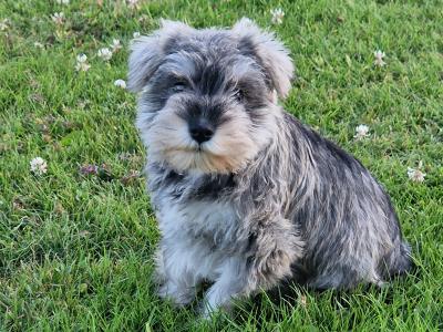 Miniature Schnauzer puppies in Wexford
