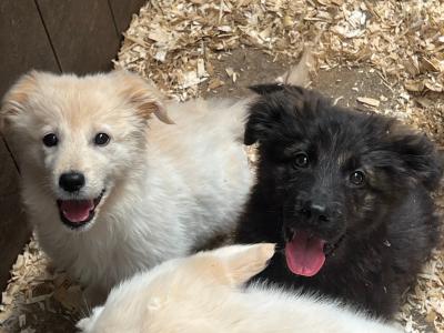 Golden Shepherd puppies (Golden Retriever x German Shepherd) for sale in Tipperary