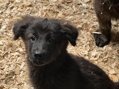 Tow boys left Golden Shepherd puppies (Golden Retriever x German Shepherd) for sale in Tipperary
