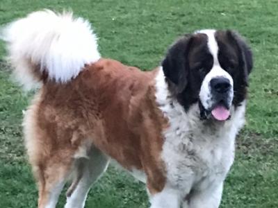 Toby St.Bernard stud in Kildare