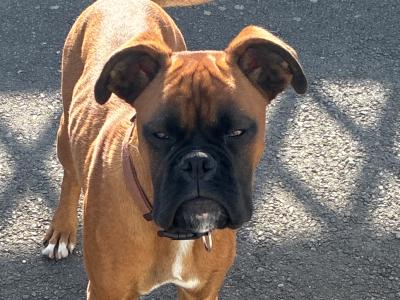 Male Boxer puppy 7 month old in Wexford