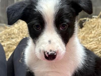 Beautiful Border Collie puppies in Meath