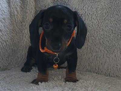 IKC Registered Miniature Dachshund puppies in Kildare