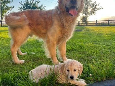 Beautiful Female IKC registered puppy