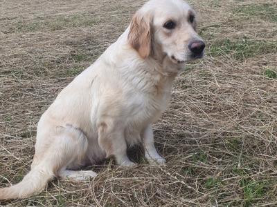 Beautiful Female IKC registered puppy