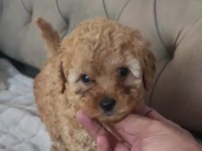 Miniature Poodle puppies in Galway