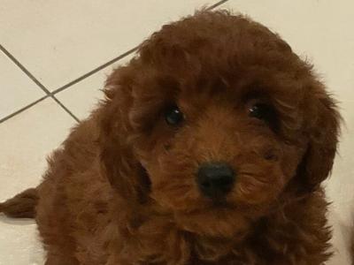 Miniature Poodle puppies in Galway