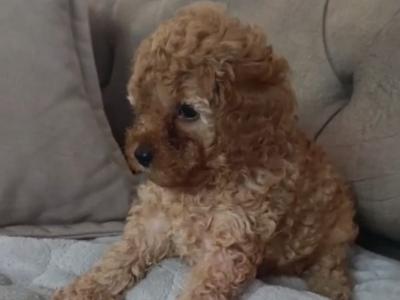 Miniature poodle puppies