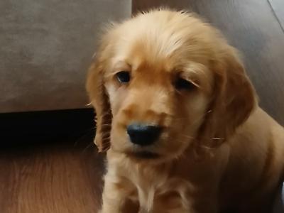 Beautiful male Golden Cocker Spaniel pup left ready to go