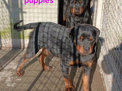 Rottweiler puppies (2 FEMALES 8MONTHS OLD LEFT)