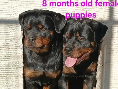 Rottweiler puppies (2 FEMALES 8MONTHS OLD LEFT)