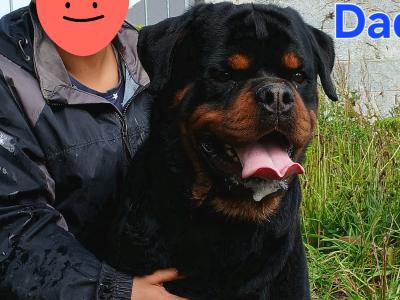 Rottweiler puppies (2 FEMALES 8MONTHS OLD LEFT)