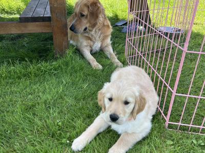 IKC Registered Golden Retriever puppies in Kilkenny (Golden colour)